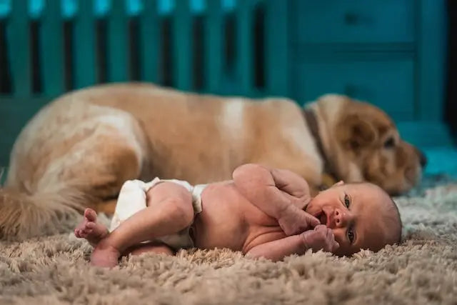 Tiny Baby Next to a Pet Dog
